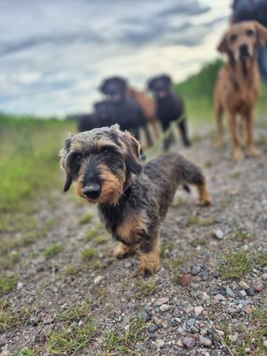 Skipper hatte Geburtstag und ist nun 9 Jahre alt.
