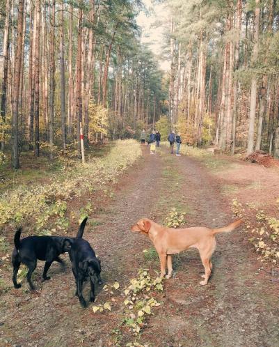 Herrlich, dieser Wald 