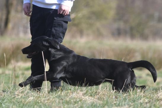 Erst auf Kommando darf der Hund starten