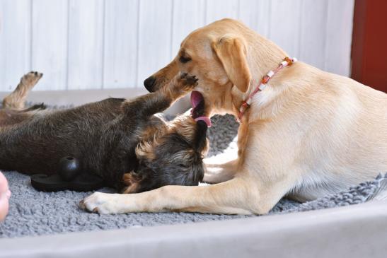 Skipper und Ebba immer mit dabei